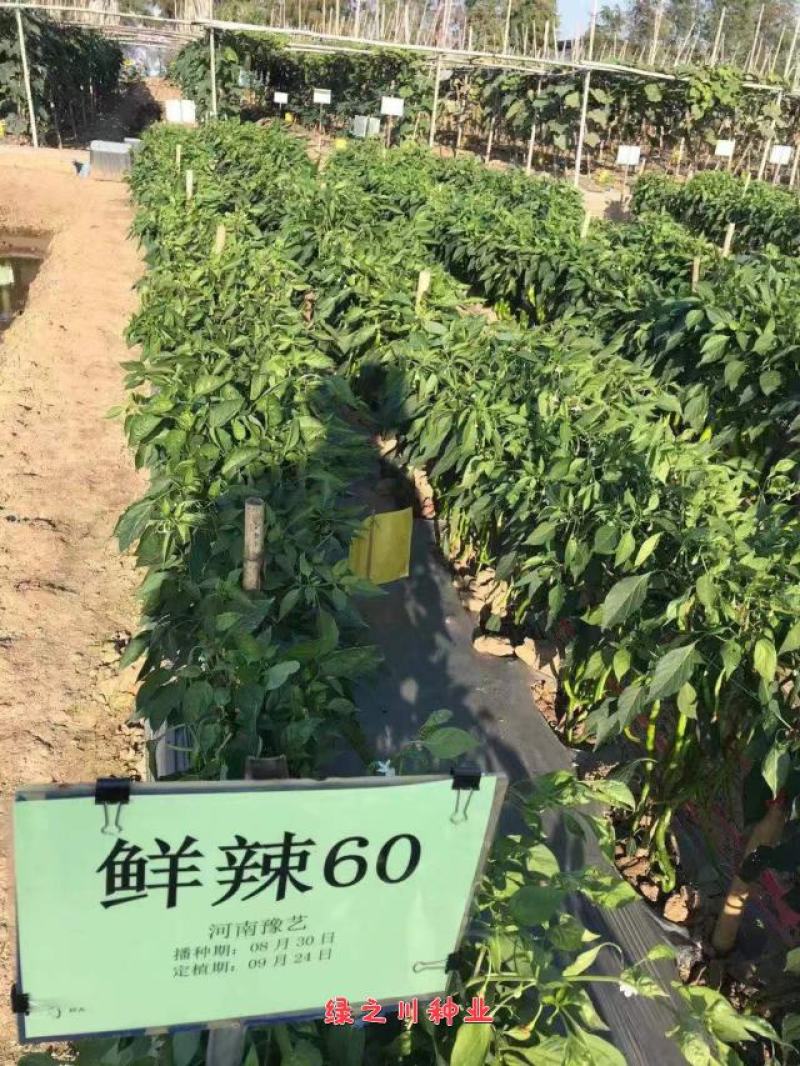 豫艺鲜辣60线椒种子早熟长果线椒种籽顺直光滑脆嫩香辣
