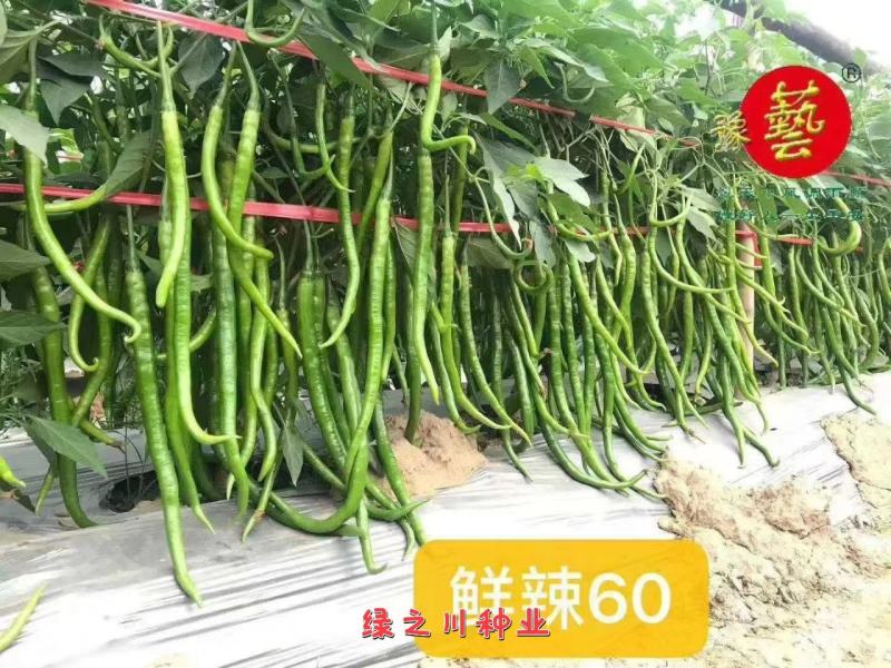 豫艺鲜辣60线椒种子早熟长果线椒种籽顺直光滑脆嫩香辣