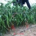 豫艺鲜辣60线椒种子早熟长果线椒种籽顺直光滑脆嫩香辣