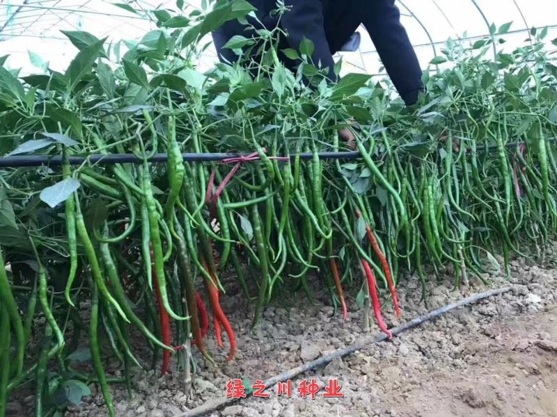 豫艺鲜辣60线椒种子早熟长果线椒种籽顺直光滑脆嫩香辣