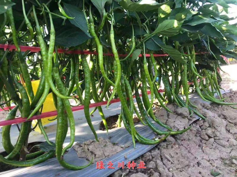 豫艺鲜辣60线椒种子早熟长果线椒种籽顺直光滑脆嫩香辣