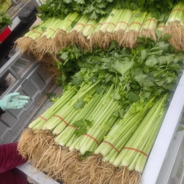 精品芹菜，香芹，西芹大量上市有需要的联系我，代发全国