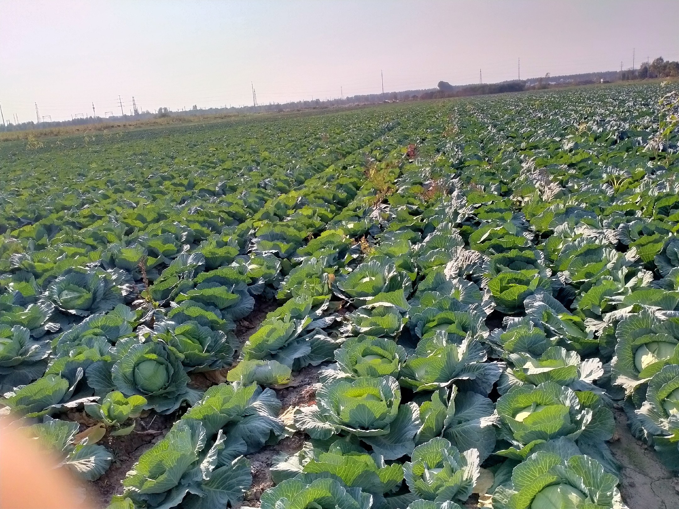 红菜苔在田地中生长茂盛,绿中带紫的菜苔在阳光下显得格外鲜艳 红菜苔田地