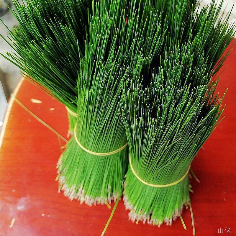 野生松针茶食用新鲜松针叶五针松酵素500g蒸包子松