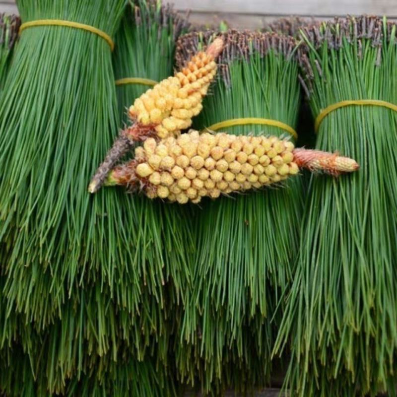 野生松针茶食用新鲜松针叶五针松酵素500g蒸包子松