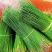 野生松针茶食用新鲜松针叶五针松酵素500g蒸包子松