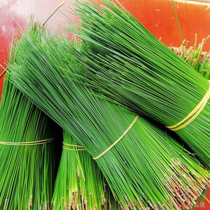 野生松针茶食用新鲜松针叶五针松酵素500g蒸包子松
