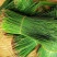 野生松针茶食用新鲜松针叶五针松酵素500g蒸包子松