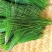 野生松针茶食用新鲜松针叶五针松酵素500g蒸包子松