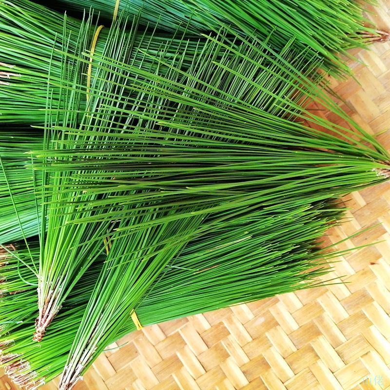 野生松针茶食用新鲜松针叶五针松酵素500g蒸包子松