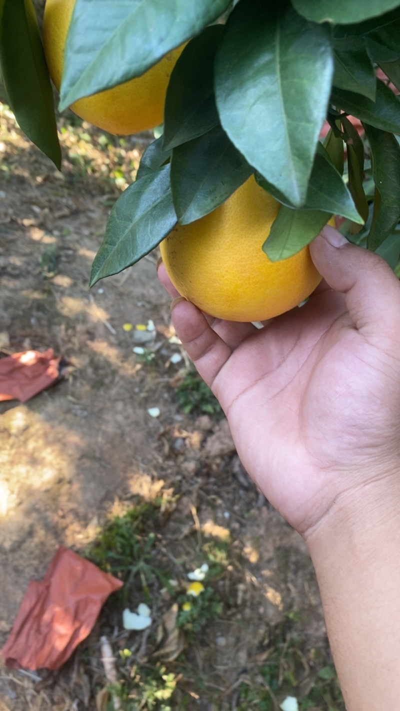 逸橙转红中