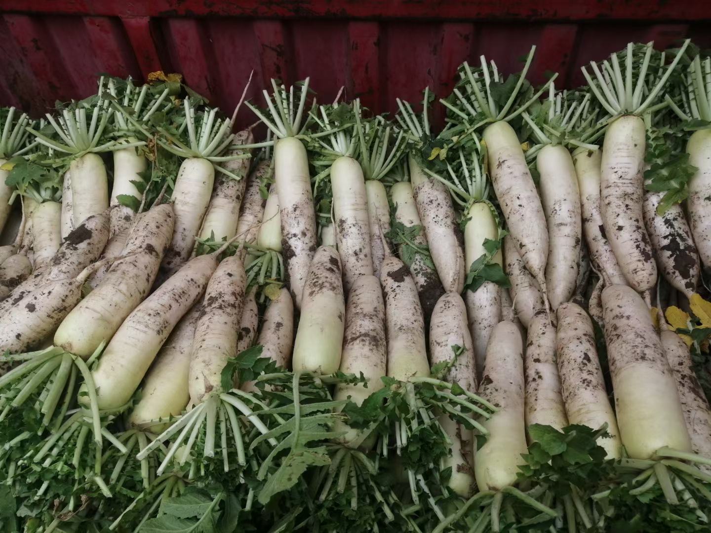 红皮白瓤的萝卜在菜市场中展示