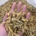 大麦虫蛹高蛋白特色食材