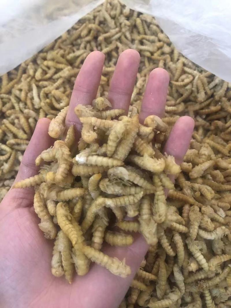 大麦虫蛹高蛋白特色食材