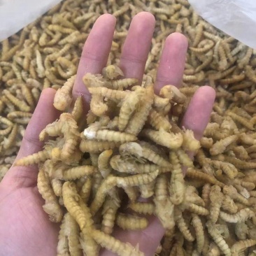 大麦虫蛹高蛋白特色食材