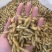大麦虫蛹高蛋白特色食材