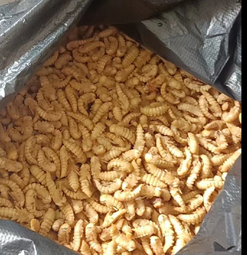 大麦虫蛹高蛋白特色食材