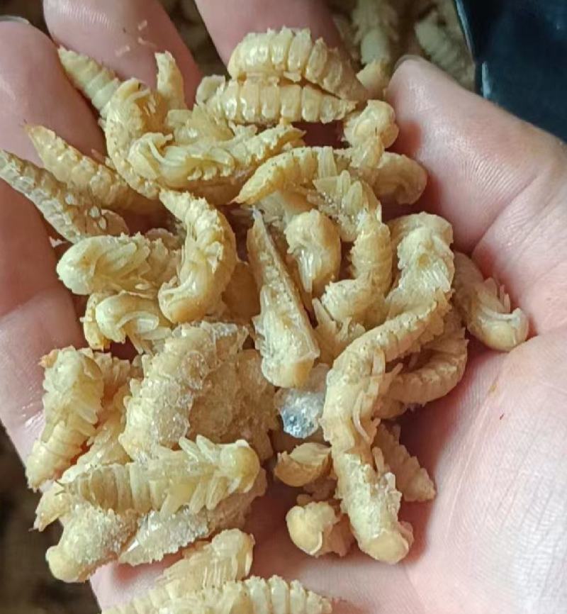 大麦虫蛹高蛋白特色食材