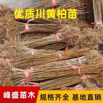 黄柏苗苗圃基地自产自销黄柏树苗绿化造林优选品种