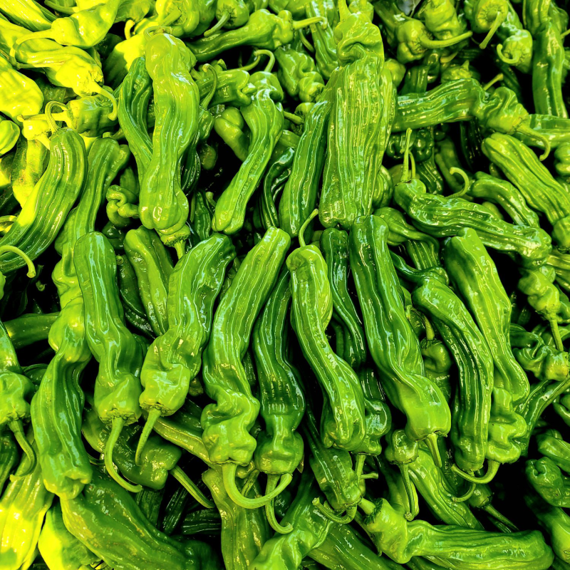 山东费县薄皮椒芜湖椒大量上市供应全国代收代发