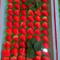 宁玉草莓，货量充足，全国供应