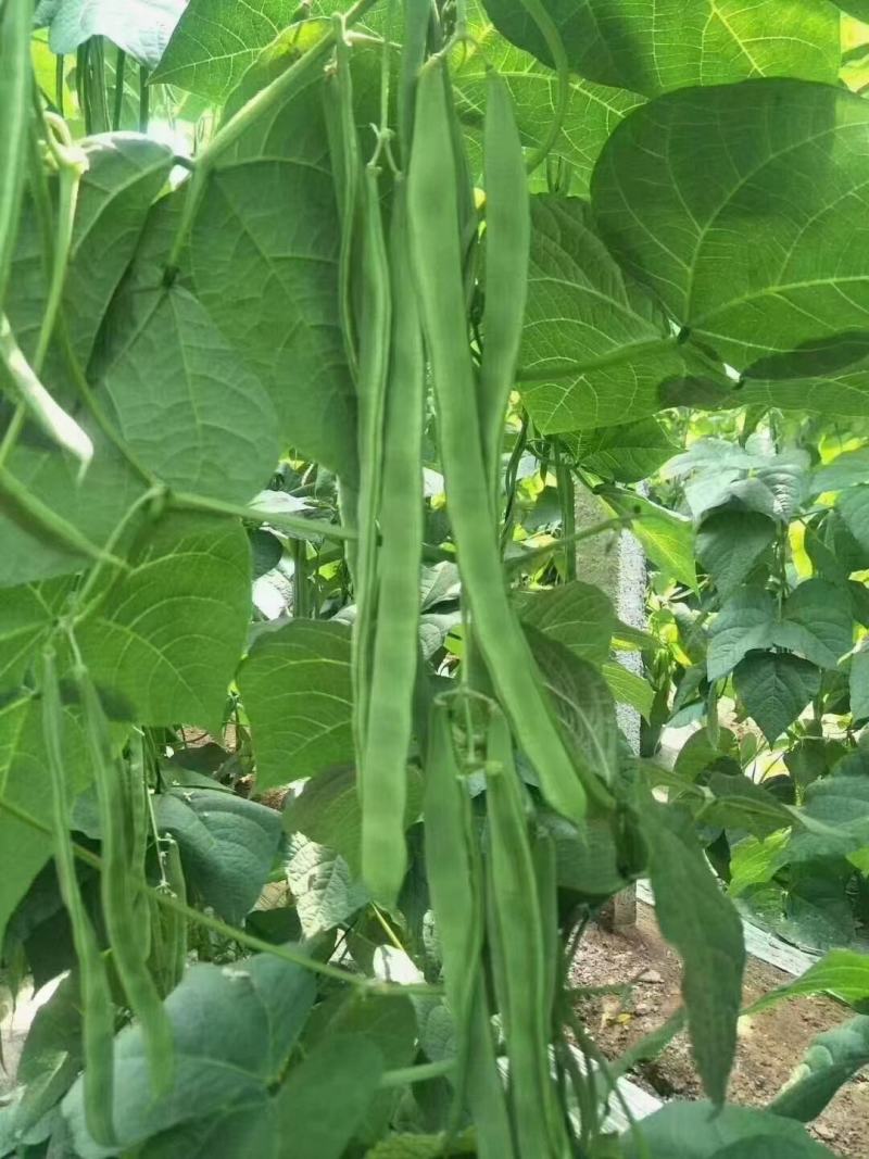 万豆丰螯合型悬浮肥拉直伸长保花保荚色亮鲜嫩抗逆增收