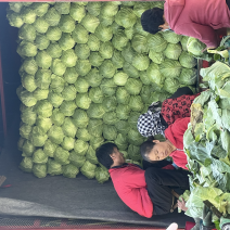 牛心甘蓝，基地大量现货，量大质优全国供应发货