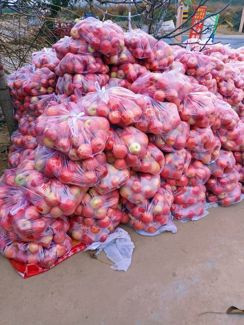 陕西白水双层套袋秦冠大量有货，商品，高检货源充足