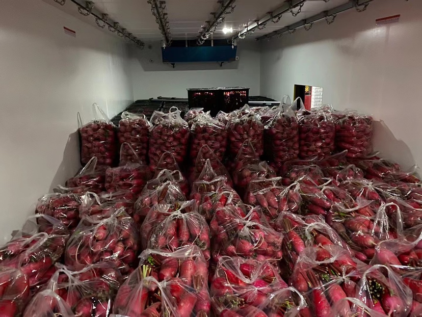 上海红皮萝卜在现代化分拣车间进行自动清洗与分级