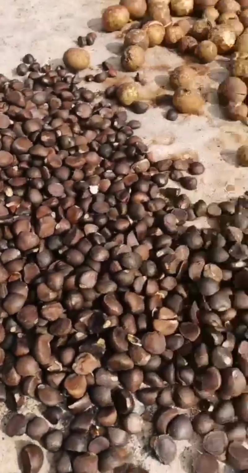 油茶籽