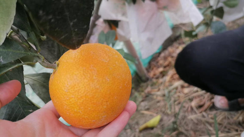 浙江台州市温岭市红美人橘子，橘中爱马仕