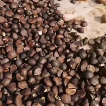 油茶籽