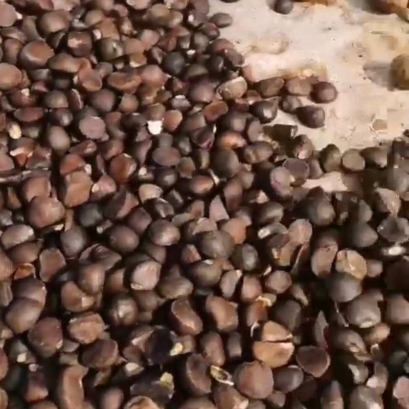 油茶籽
