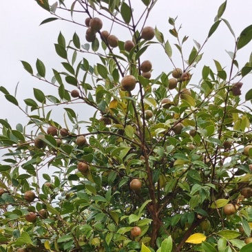 高山油茶