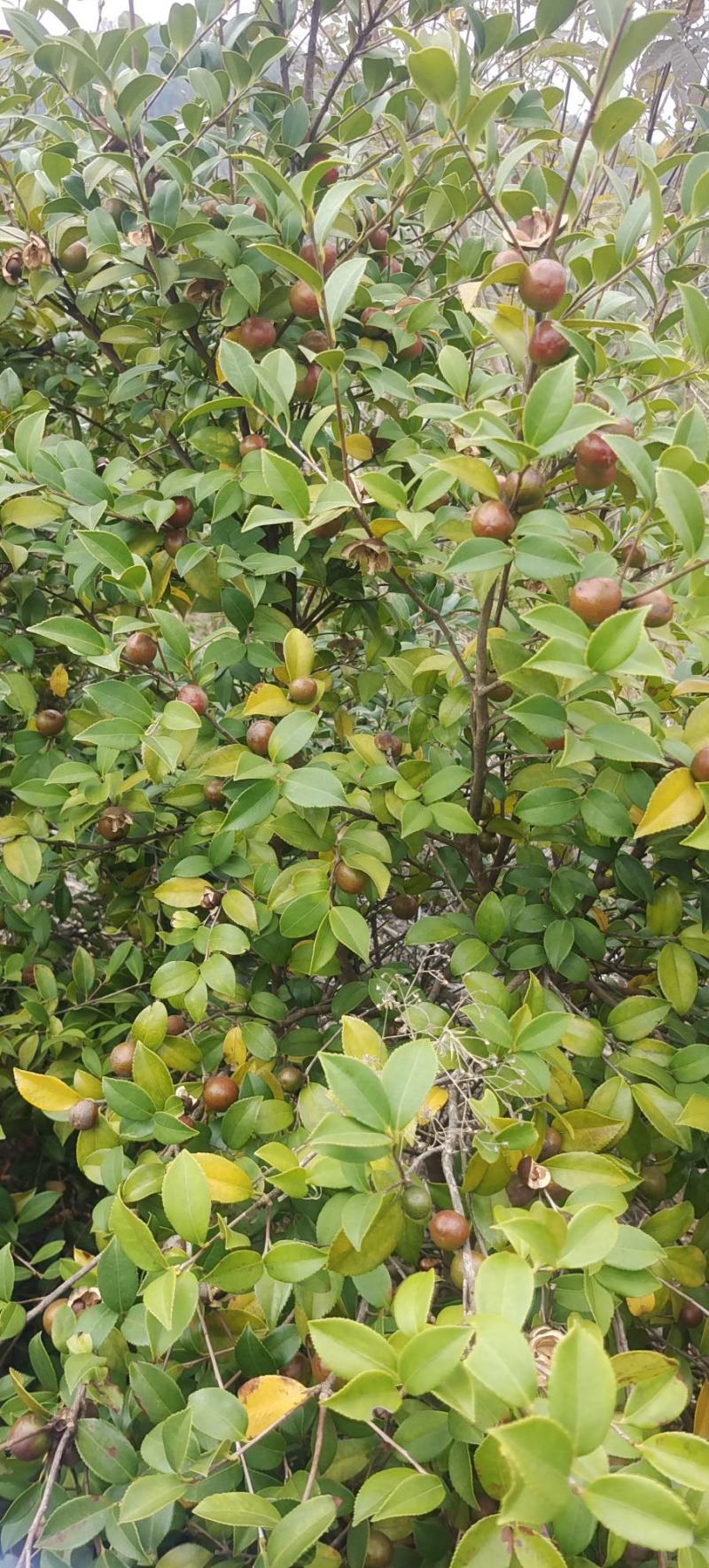 高山油茶