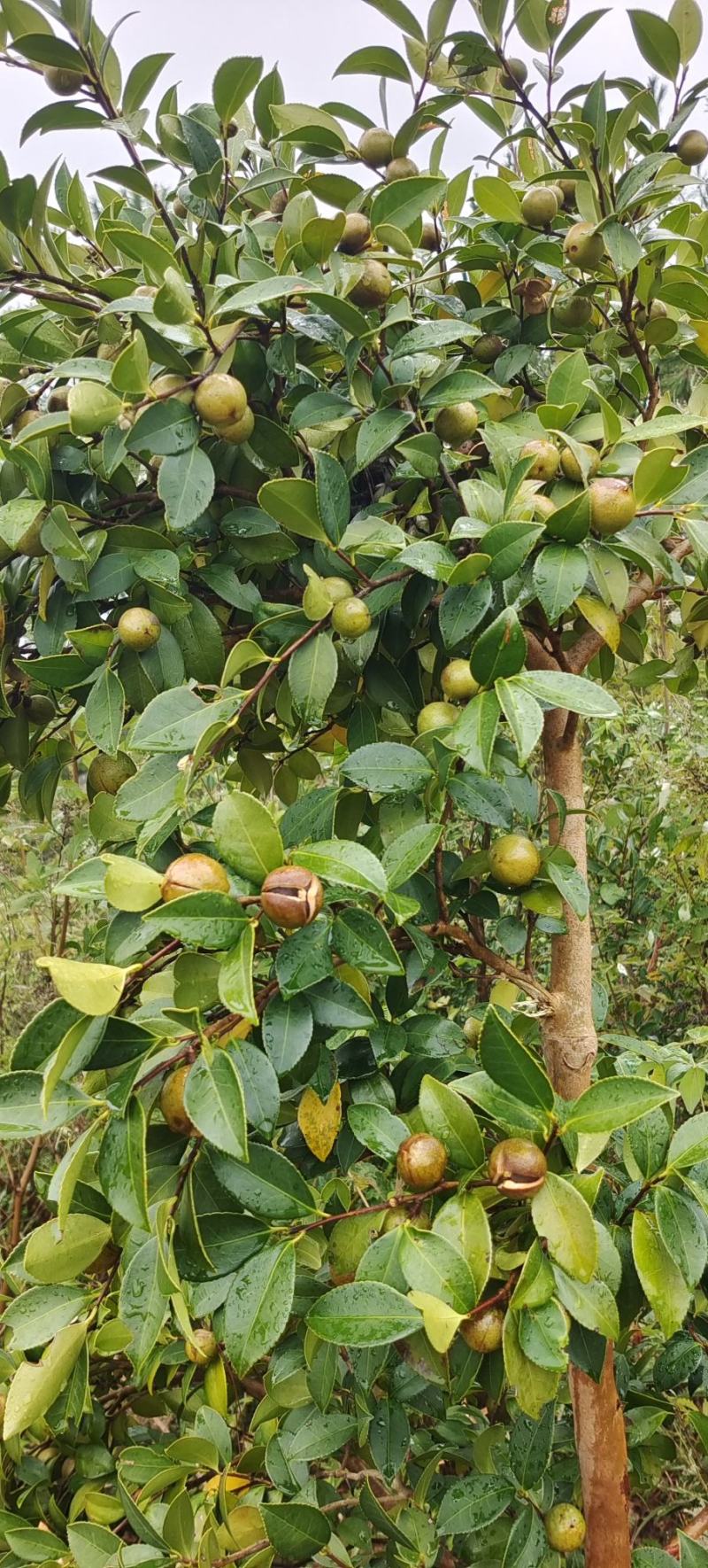 高山油茶