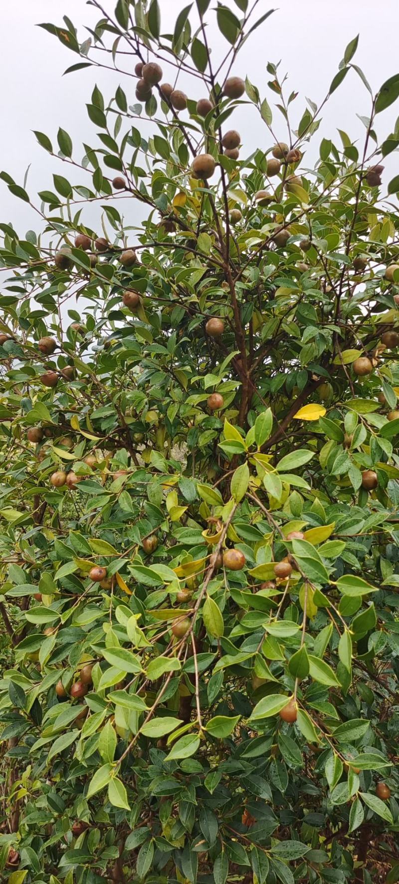 高山油茶