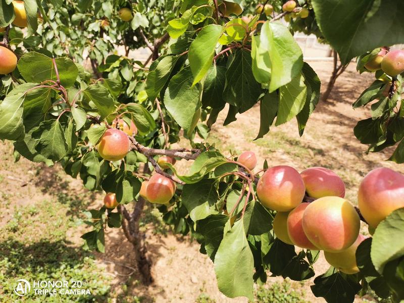 崂山二号杏树苗3到8公分，果子甜甜度大，生长速度快。