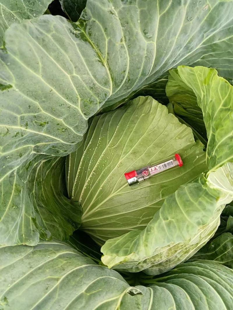 四川（精品）的大白菜！专业团队代办量大优惠