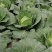四川（精品）的大白菜！专业团队代办量大优惠