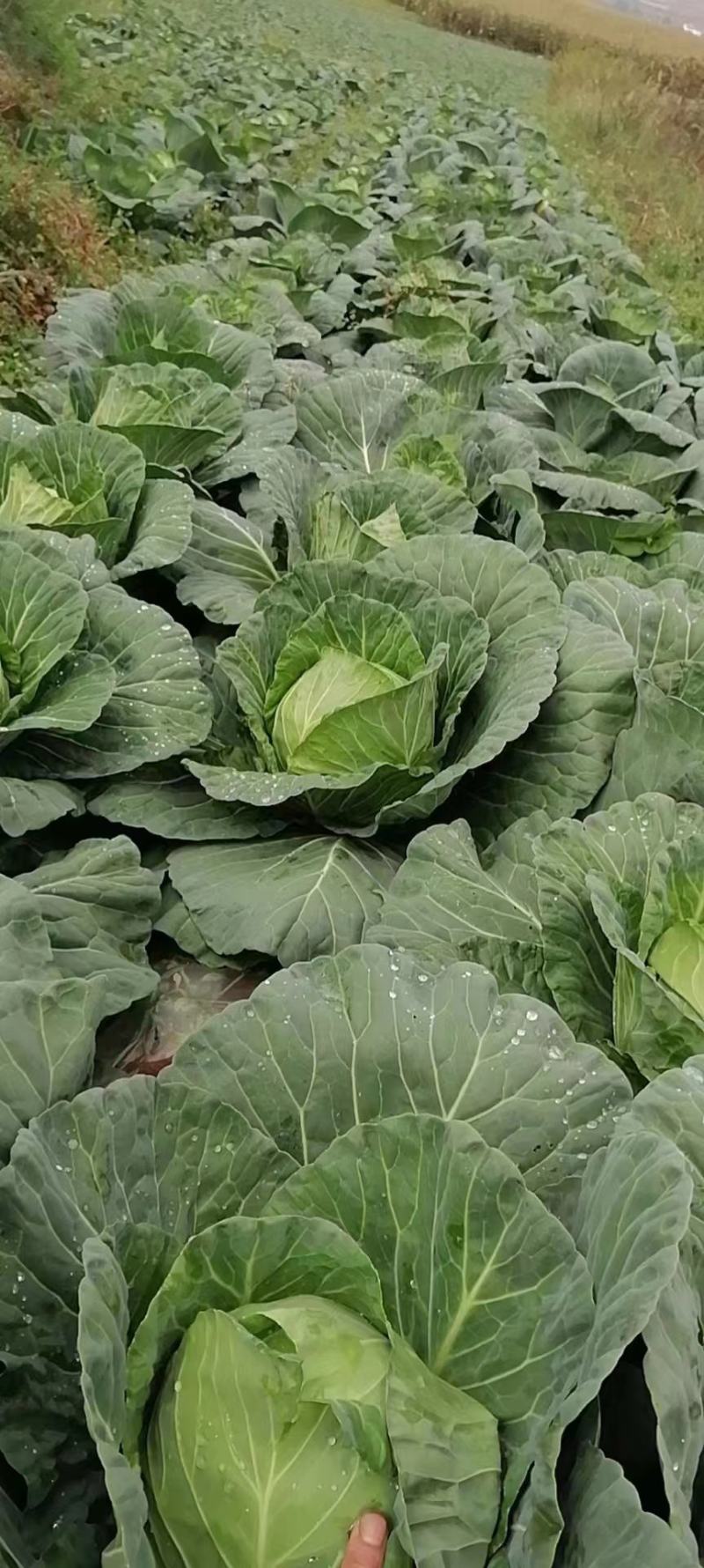 四川（精品）的大白菜！专业团队代办量大优惠