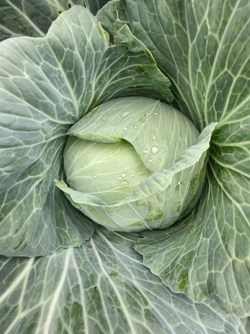 四川（精品）的大白菜！专业团队代办量大优惠