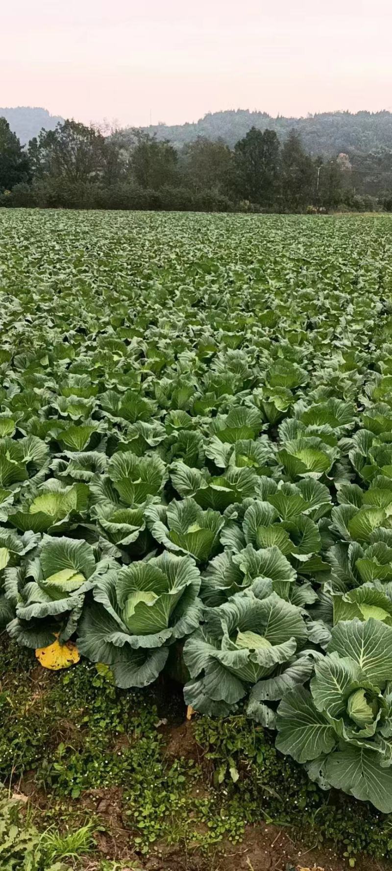 四川（精品）的大白菜！专业团队代办量大优惠