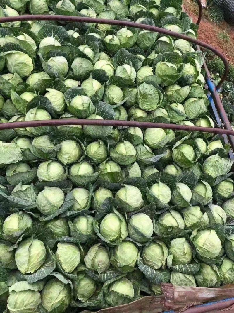四川（精品）的大白菜！专业团队代办量大优惠