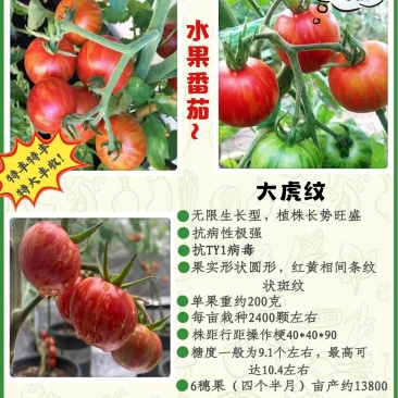 包邮口感番茄～无限生长型，果实圆形，色泽靓丽，风味佳。