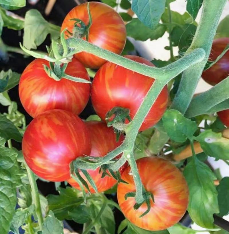 包邮口感番茄～无限生长型，果实圆形，色泽靓丽，风味佳。