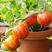 包邮口感番茄～无限生长型，果实圆形，色泽靓丽，风味佳。