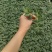 包邮口感番茄～无限生长型，果实圆形，色泽靓丽，风味佳。