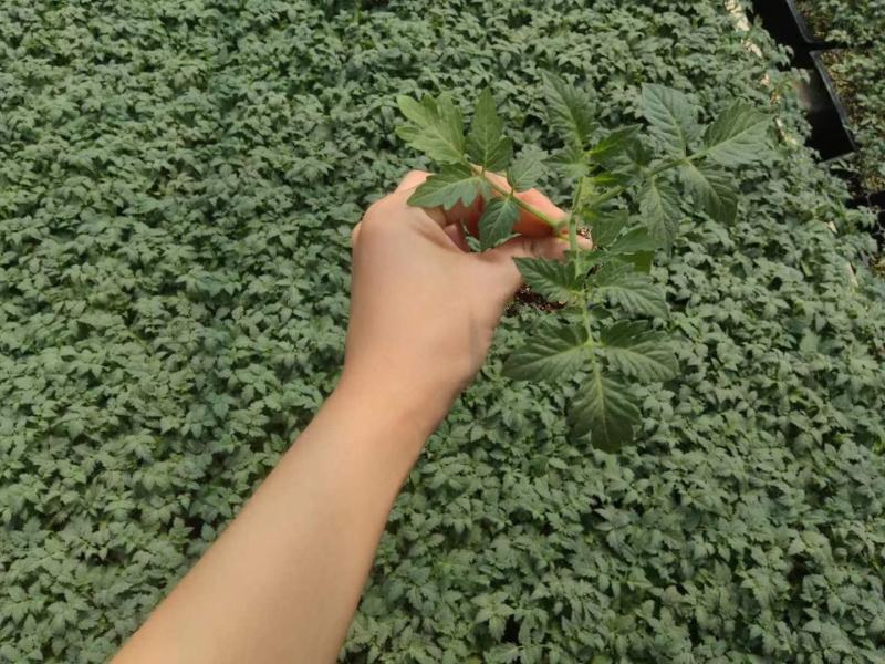包邮口感番茄～无限生长型，果实圆形，色泽靓丽，风味佳。