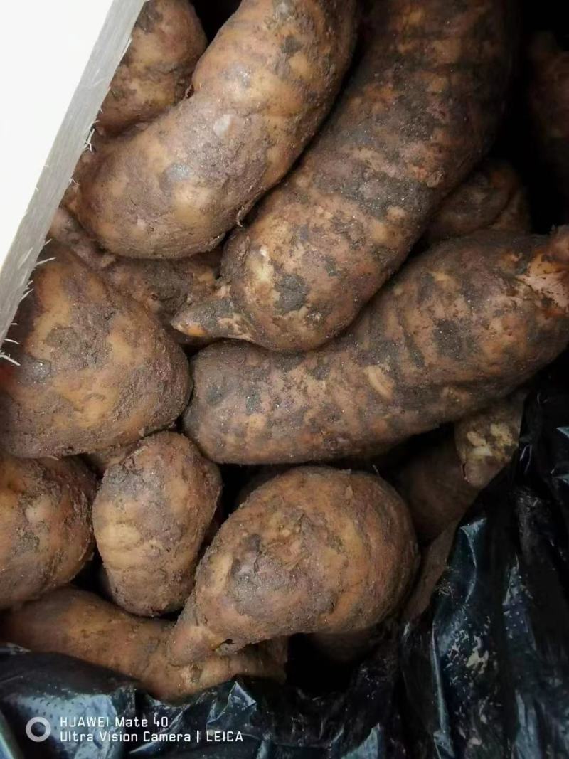 新鲜天麻云南昭通跑江湖地摊展销会热卖产品